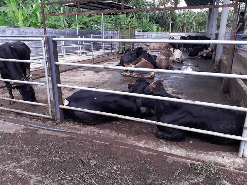 Jualan Karkas Daging Lembu: INSTAQLIM - Bangi Hi-Tech Farm